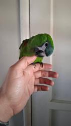 Lost Female Bird last seen Towne Ave and verde vista ave, Pomona, CA 91767
