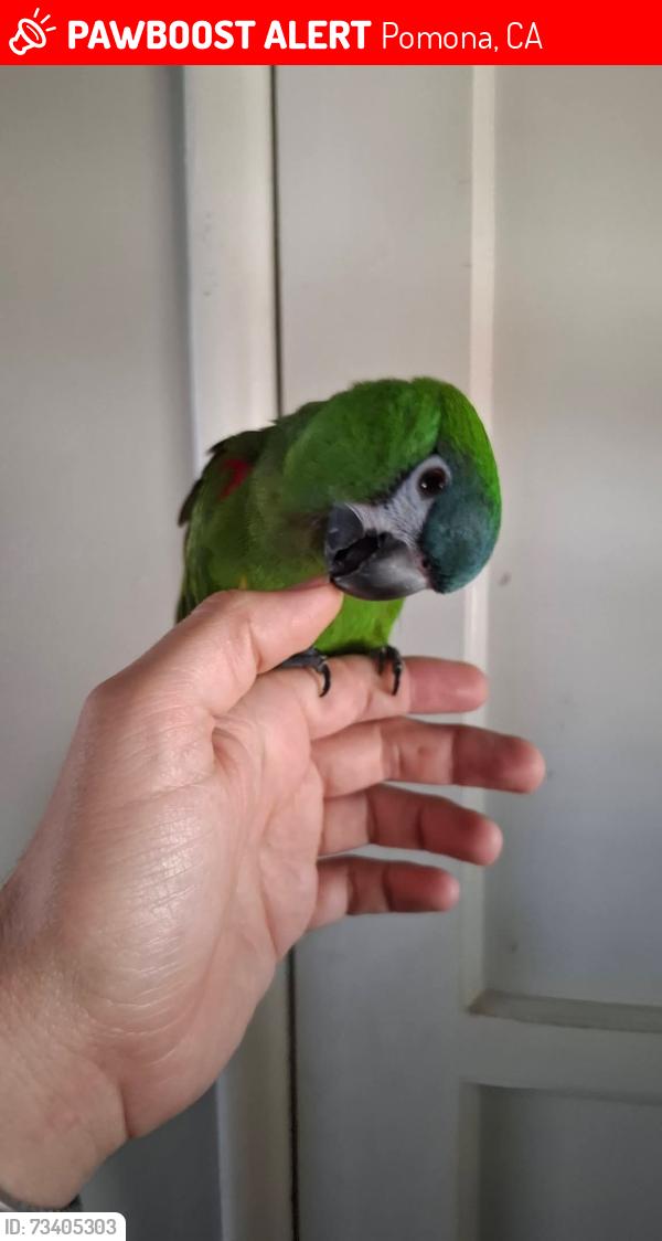 Lost Female Bird last seen Towne Ave and verde vista ave, Pomona, CA 91767