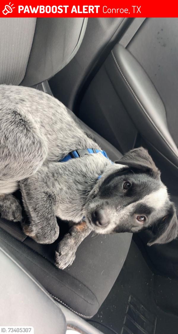 Lost Male Dog last seen motel 6, Conroe, TX 77301