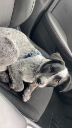 Lost Male Dog last seen motel 6, Conroe, TX 77301