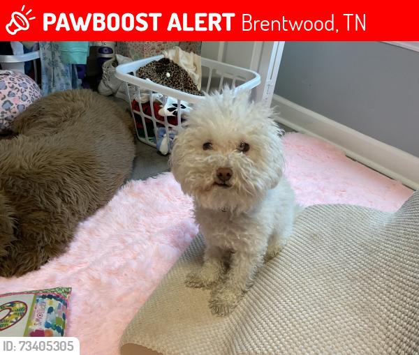 Lost Male Dog last seen Raintree Forrest neighborhood, Brentwood, TN 37027