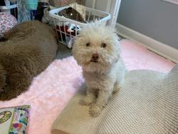 Lost Male Dog last seen Raintree Forrest neighborhood, Brentwood, TN 37027
