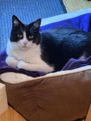 Reunited Male Cat last seen Palms Blvd. between Clarington and Jasmine, Los Angeles, CA 90034