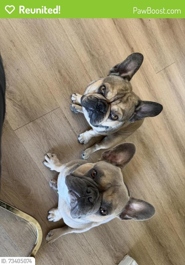 Reunited Male Dog last seen Near and Valencia, San Bernardino, CA 92415