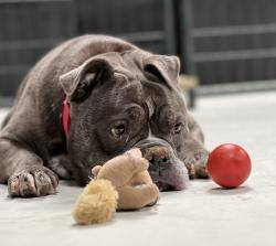 Shelter Stray Female Dog last seen Near Home Avenue, San Diego, CA, 92105, 5500 Gaines St, San Diego, CA 92110, USA