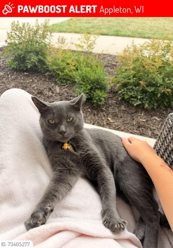 Lost Male Cat last seen Petco off of Calumet Appleton, Appleton, WI 54912