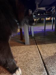 Found/Stray Male Dog last seen Mason and ne Williams, Portland, OR 97227