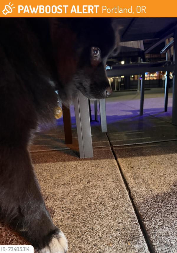 Found/Stray Male Dog last seen Mason and ne Williams, Portland, OR 97227