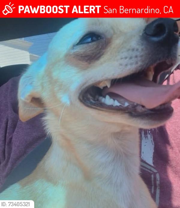 Lost Female Dog last seen Sepulveda, San Bernardino, CA 92410