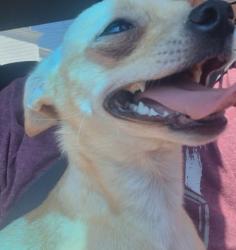 Lost Female Dog last seen Sepulveda, San Bernardino, CA 92410