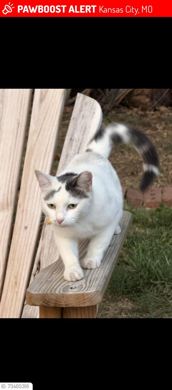 Lost Female Cat last seen 105th Terr and Wallace Ave, Kansas City, MO 64134