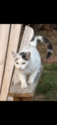 Lost Female Cat last seen 105th Terr and Wallace Ave, Kansas City, MO 64134