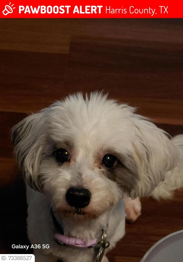 Lost Female Dog last seen Robinhood Drive and Wil a on Rd, Harris County, TX 77338