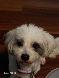 Lost Female Dog last seen Robinhood Drive and Wil a on Rd, Harris County, TX 77338