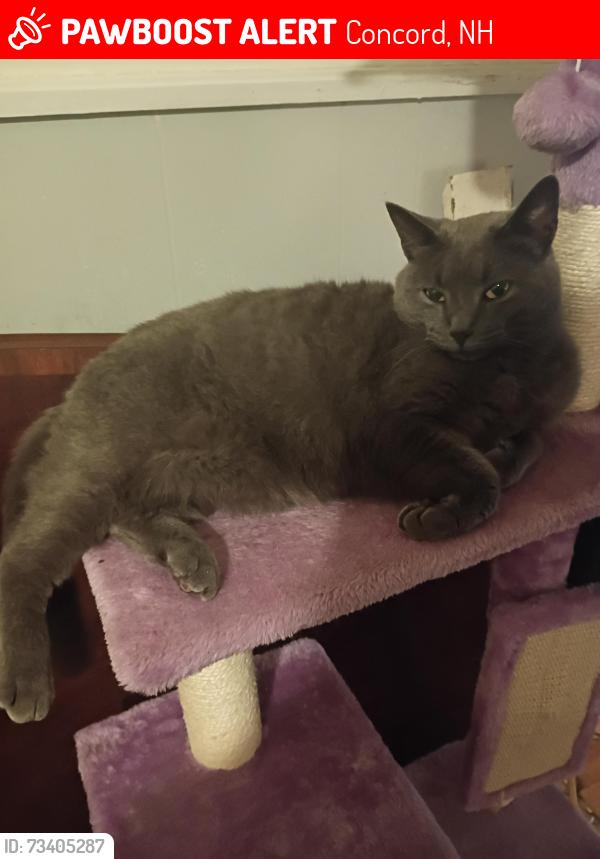 Lost Female Cat last seen Perley st and peirce St, Concord, NH 03301