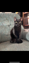 Lost Female Cat last seen Knoxdale Craig henry, Ottawa, ON K2G 4K8