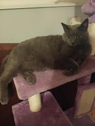 Lost Female Cat last seen Perley st and peirce St, Concord, NH 03301