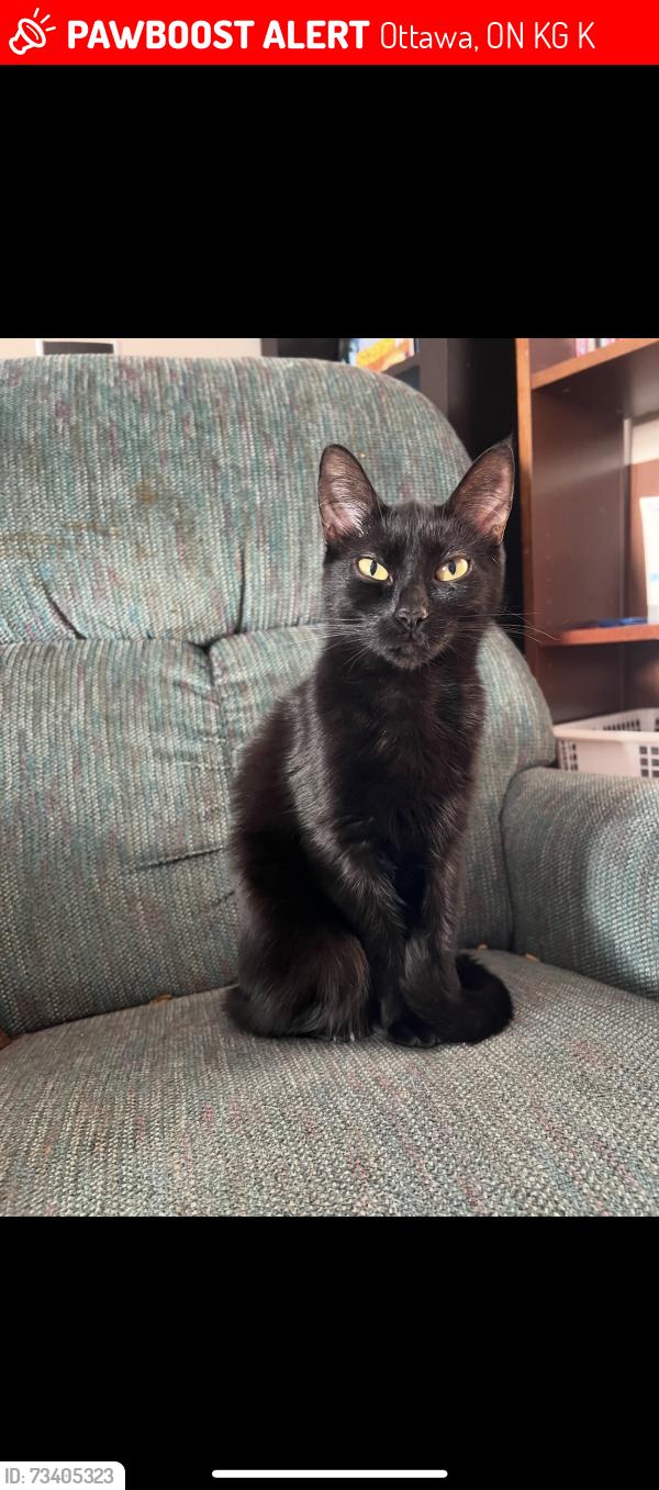 Lost Female Cat last seen Knoxdale Craig henry, Ottawa, ON K2G 4K8