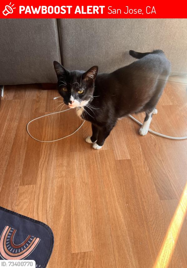 Lost Male Cat last seen Hamilton & Leigh, San Jose, CA 95125