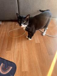 Lost Male Cat last seen Hamilton & Leigh, San Jose, CA 95125