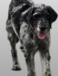Found/Stray Female Dog last seen Watson lake, Prescott, AZ 86301