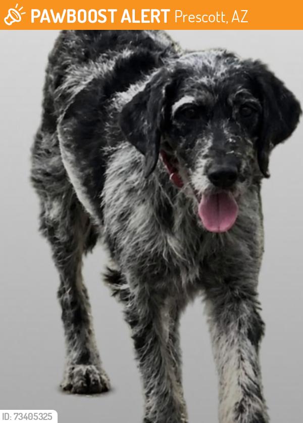 Found/Stray Female Dog last seen Watson lake, Prescott, AZ 86301