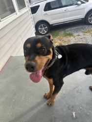 Found/Stray Male Dog last seen S. Saint Marks Ave. Chattanooga Tn., Chattanooga, TN 37411