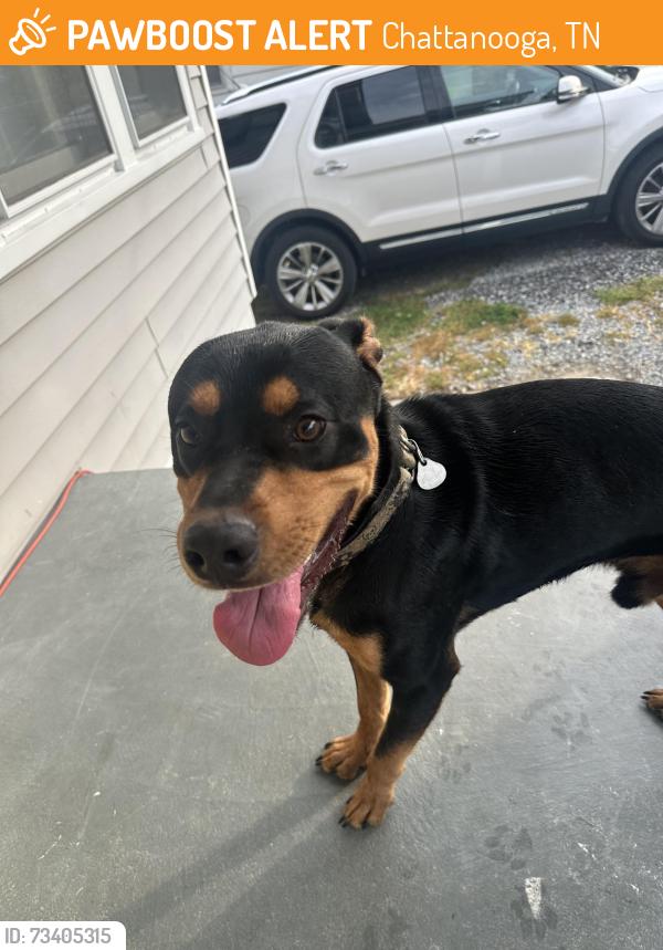 Found/Stray Male Dog last seen S. Saint Marks Ave. Chattanooga Tn., Chattanooga, TN 37411