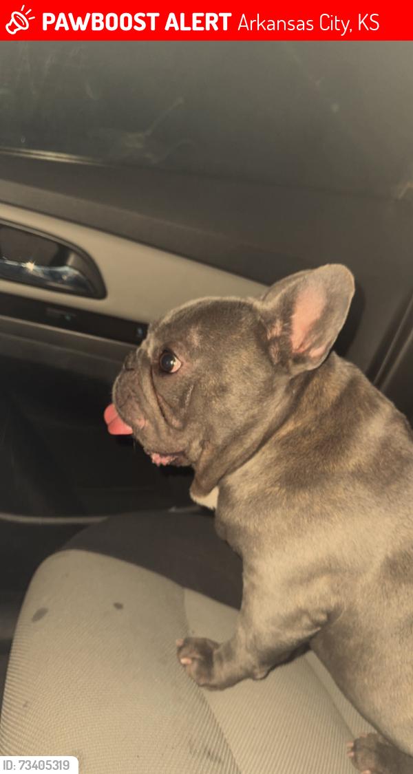Lost Male Dog last seen Near South D,Arkansas City ,Ks, Arkansas City, KS 67005