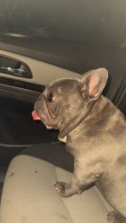 Lost Male Dog last seen Near South D,Arkansas City ,Ks, Arkansas City, KS 67005