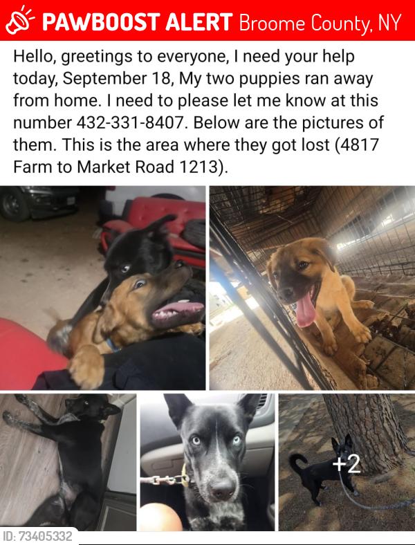 Lost Male Dog last seen Anici, Broome County, NY 13790