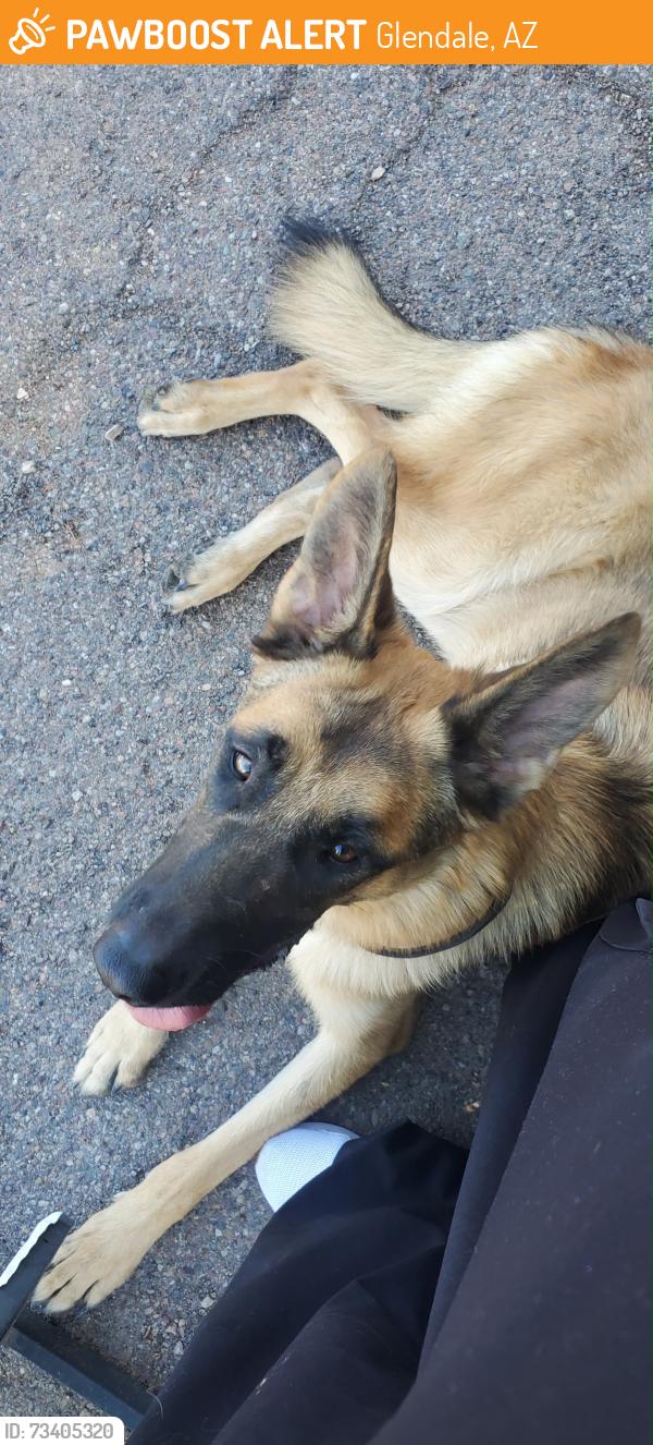 Found/Stray Unknown Dog last seen Está por donde estaslcolivos anónimo, Glendale, AZ 85051