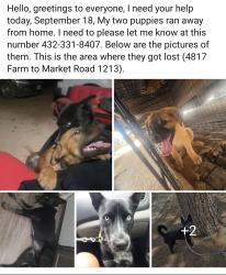 Lost Male Dog last seen Anici, Broome County, NY 13790