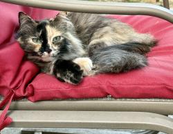 Found/Stray Unknown Cat last seen 15th, Vancouver, WA 98683