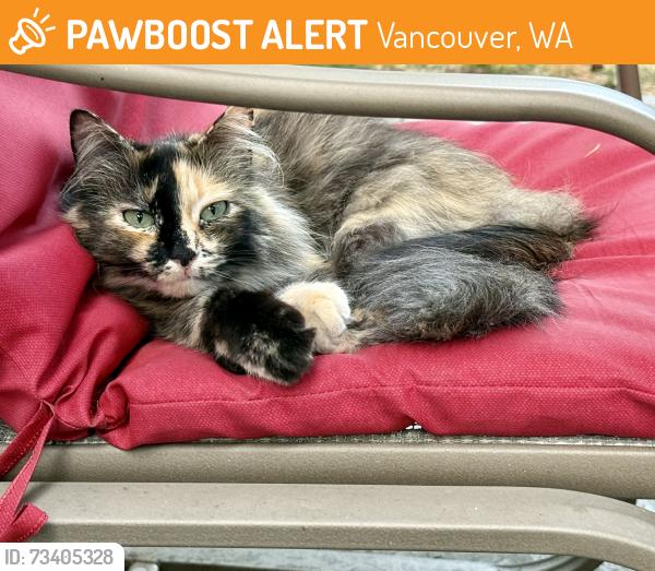 Found/Stray Unknown Cat last seen 15th, Vancouver, WA 98683
