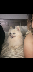 Lost Male Dog last seen Madison and Thompson Ave, Indianapolis, IN 46227