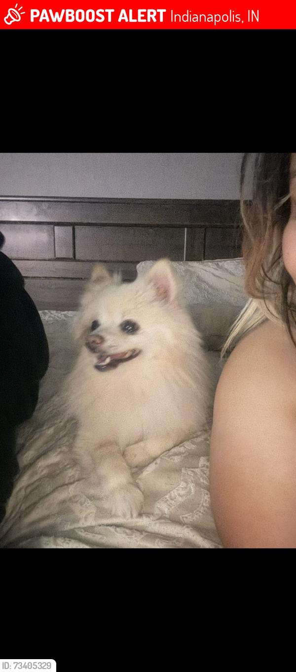 Lost Male Dog last seen Madison and Thompson Ave, Indianapolis, IN 46227