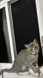 Reunited Male Cat last seen Maple and vineyard, San Marcos, CA 92069