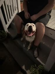 Found/Stray Male Dog last seen Windsor and Kemper street, Walnut Hills Cincinnati, Cincinnati, OH 45206