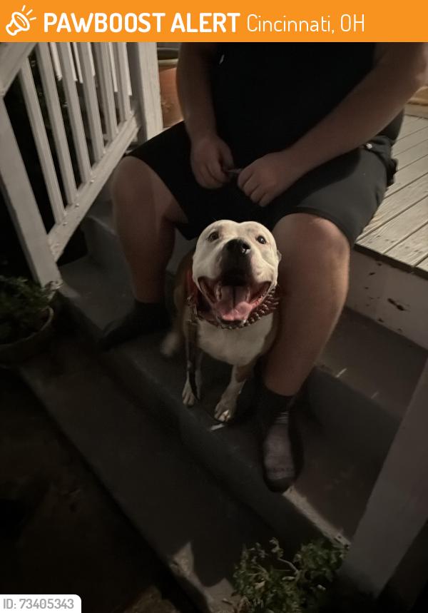 Found/Stray Male Dog last seen Windsor and Kemper street, Walnut Hills Cincinnati, Cincinnati, OH 45206