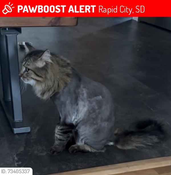 Lost Male Cat last seen Robbinsdale, Rapid City, SD 57701
