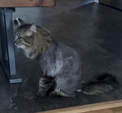 Lost Male Cat last seen Robbinsdale, Rapid City, SD 57701