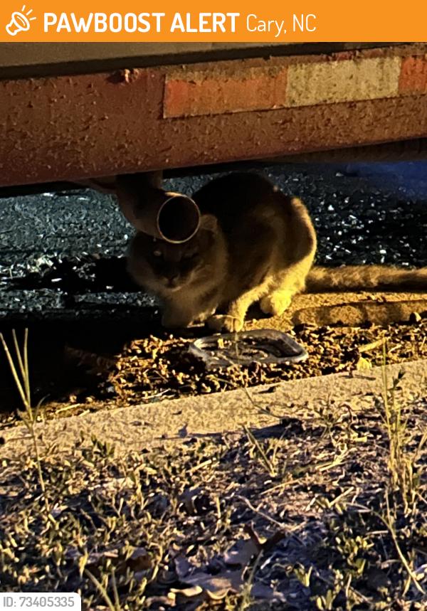 Found/Stray Unknown Cat last seen Under red van near dog park in Bexley Triangle Park neighborhood, Cary, NC 27519