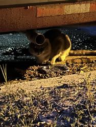 Found/Stray Unknown Cat last seen Under red van near dog park in Bexley Triangle Park neighborhood, Cary, NC 27519