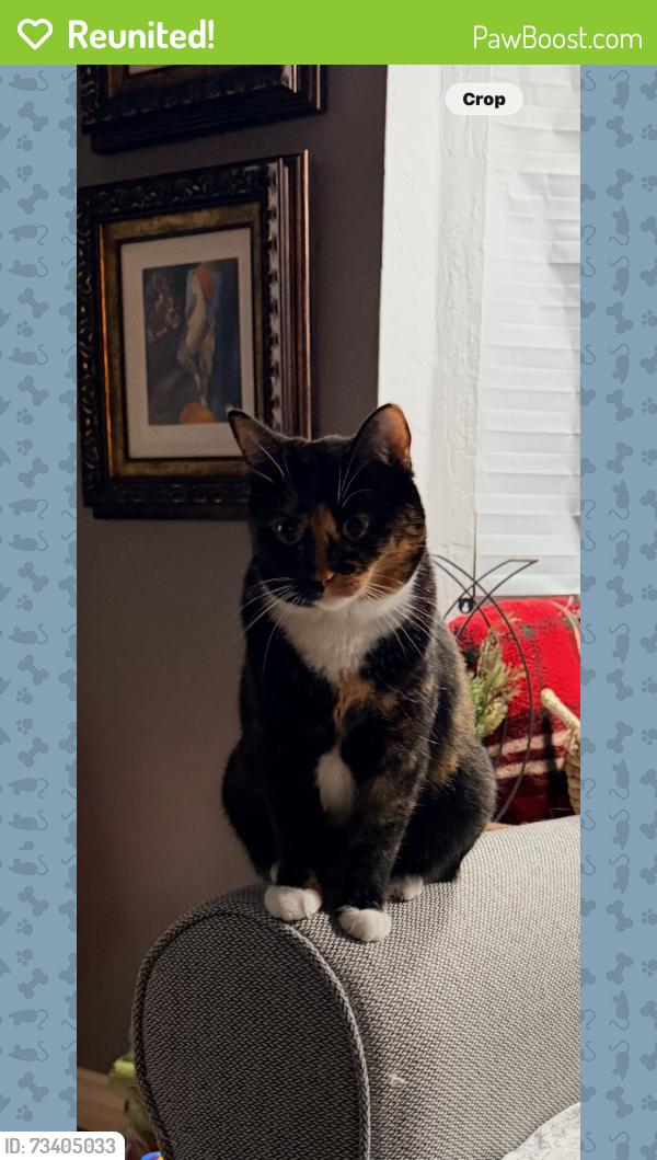 Reunited Female Cat last seen Bonita Vista Drive, San Bernardino, CA 92404