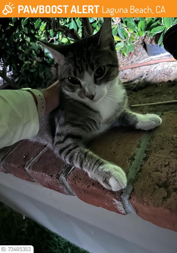 Found/Stray Unknown Cat last seen Ruby, Laguna Beach, CA 92651
