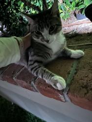 Found/Stray Unknown Cat last seen Ruby, Laguna Beach, CA 92651