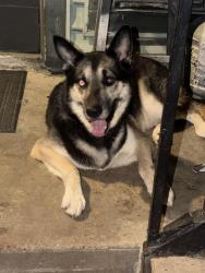 Found/Stray Male Dog last seen Happy homes, Houston, TX 77036
