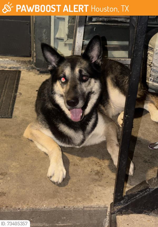 Found/Stray Male Dog last seen Happy homes, Houston, TX 77036