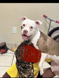 Lost Female Dog last seen Idk, Texas City, TX 77590